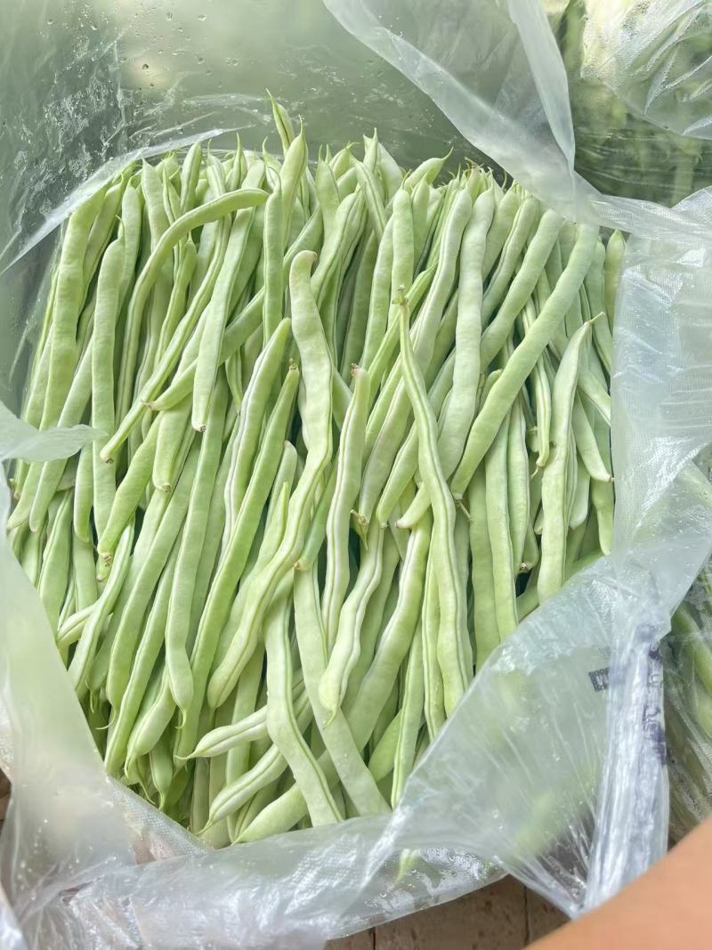 白玉豆角白芸豆对接电商市场商超可视频看货保质保量