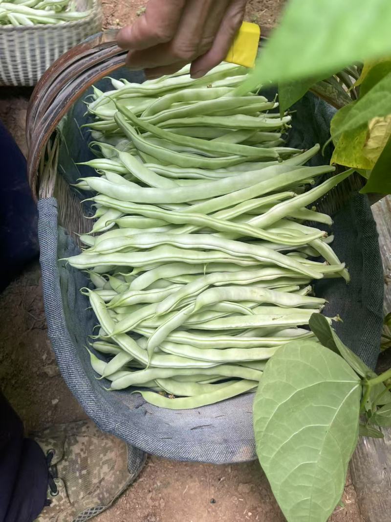 白玉豆角白芸豆对接电商市场商超可视频看货保质保量