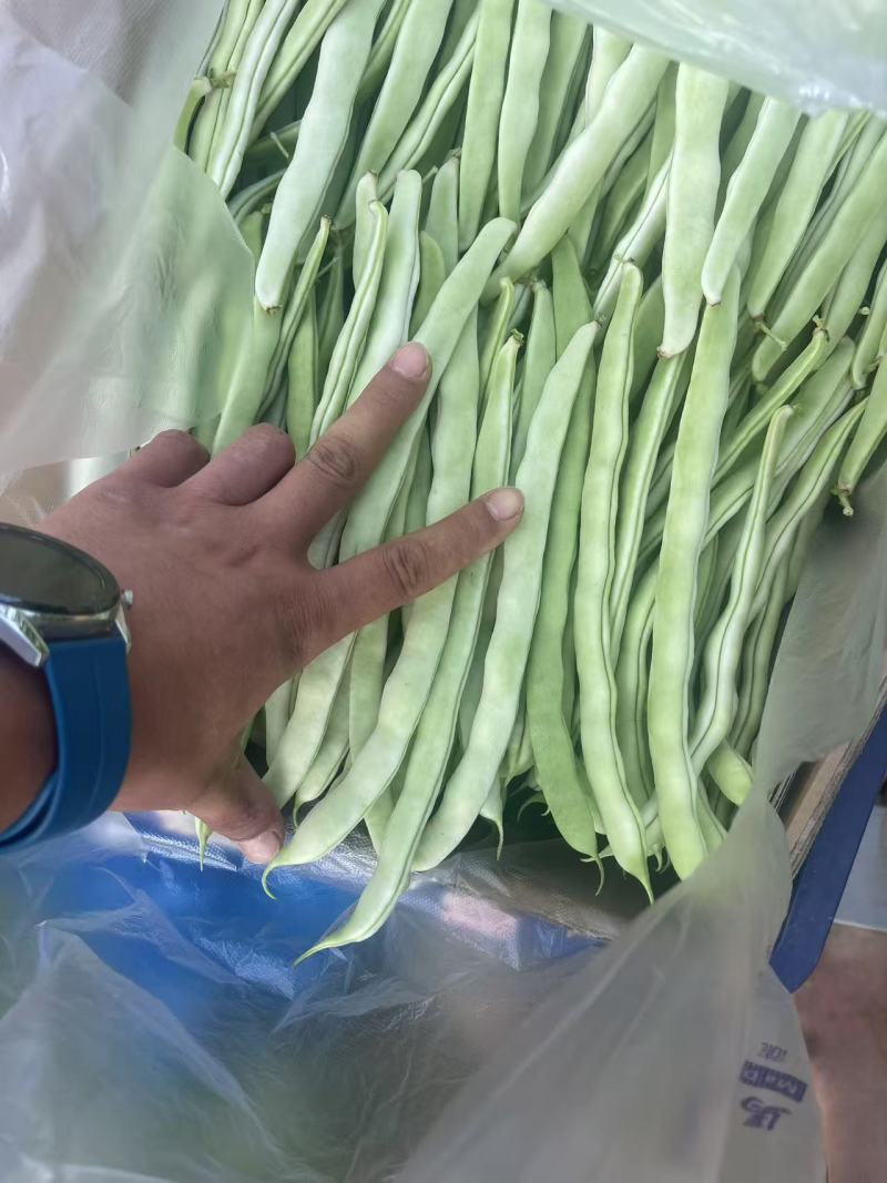 白玉豆角白芸豆对接电商市场商超可视频看货保质保量