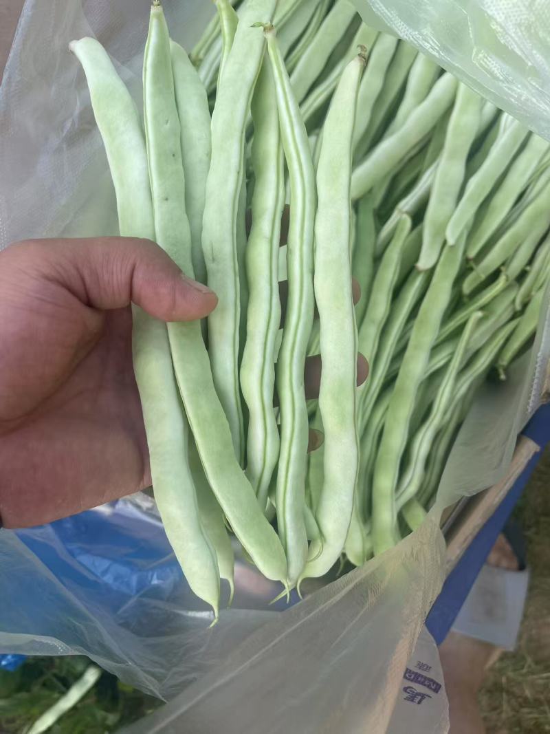 白玉豆角白芸豆对接电商市场商超可视频看货保质保量