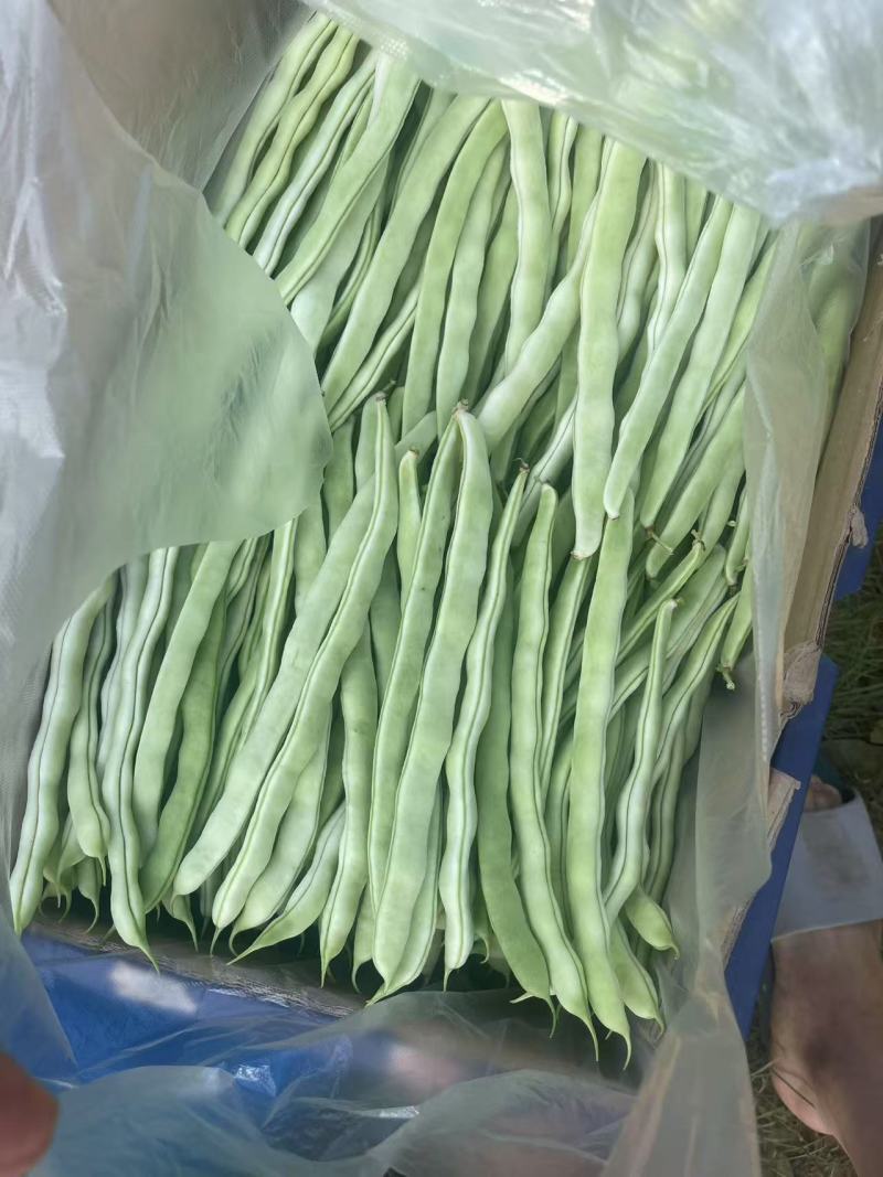 白玉豆角白芸豆对接电商市场商超可视频看货保质保量