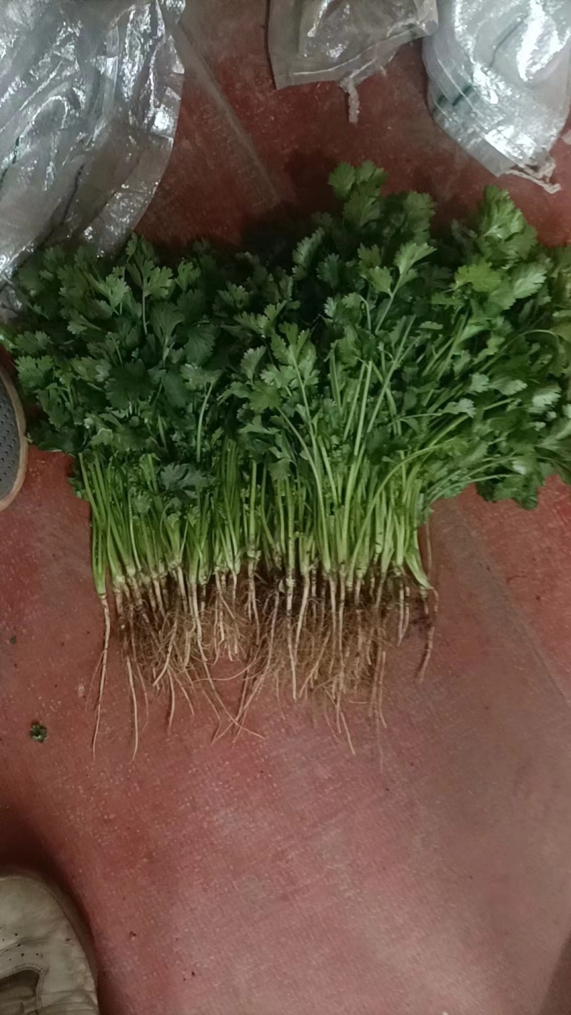 【源头直采】河南平顶山大叶香菜新鲜上市量大价优欢迎咨询