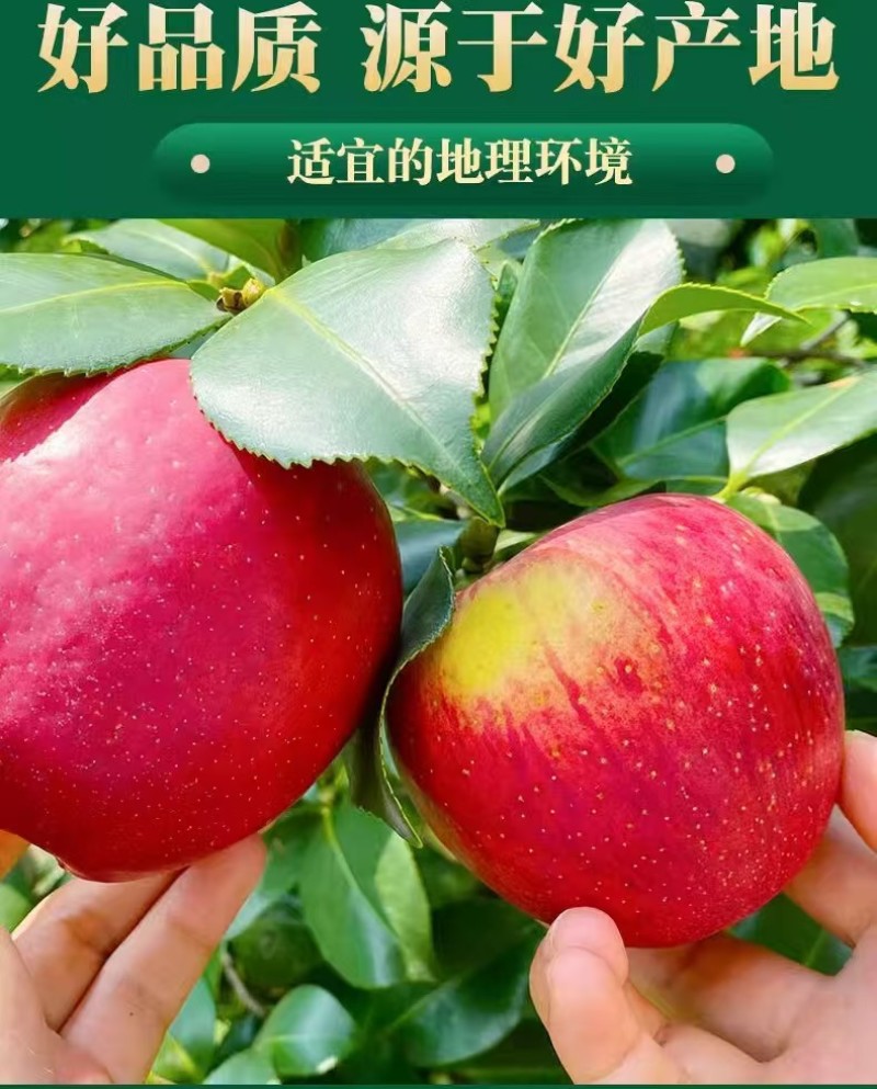 云南红露苹果一件代发产地直发一手货源对接各大电商平台