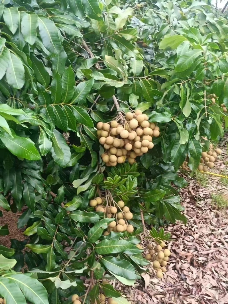 龙眼