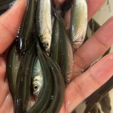赤眼鳟又称红眼棒