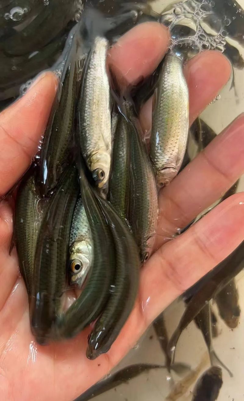 赤眼鳟又称红眼棒