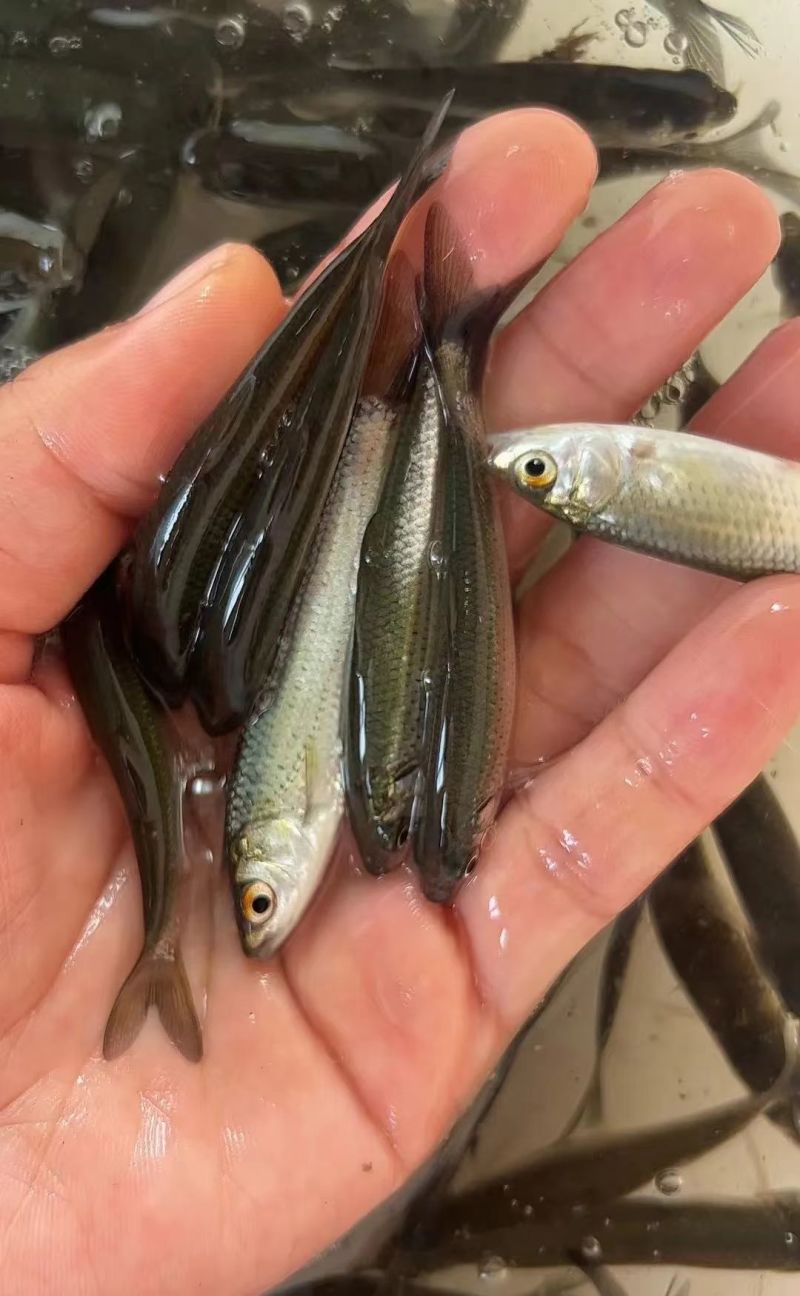 赤眼鳟又称红眼棒