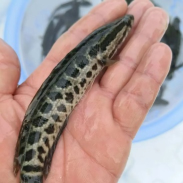 乌鱼又称黑鱼、生鱼、乌鳢。品质有保障、价格实惠