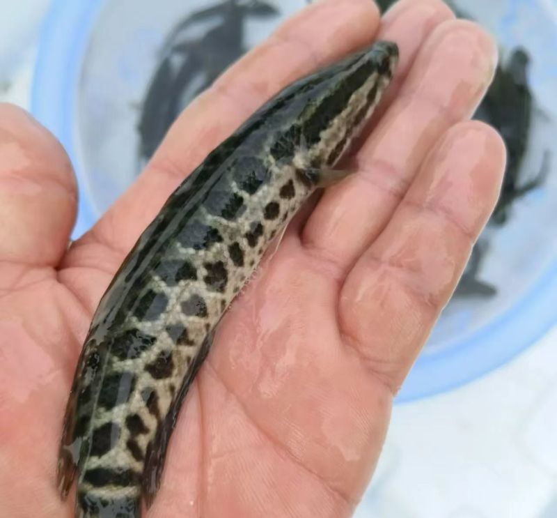乌鱼又称黑鱼、生鱼、乌鳢。品质有保障、价格实惠