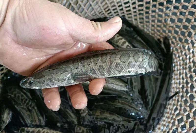 乌鱼又称黑鱼、生鱼、乌鳢。品质有保障、价格实惠