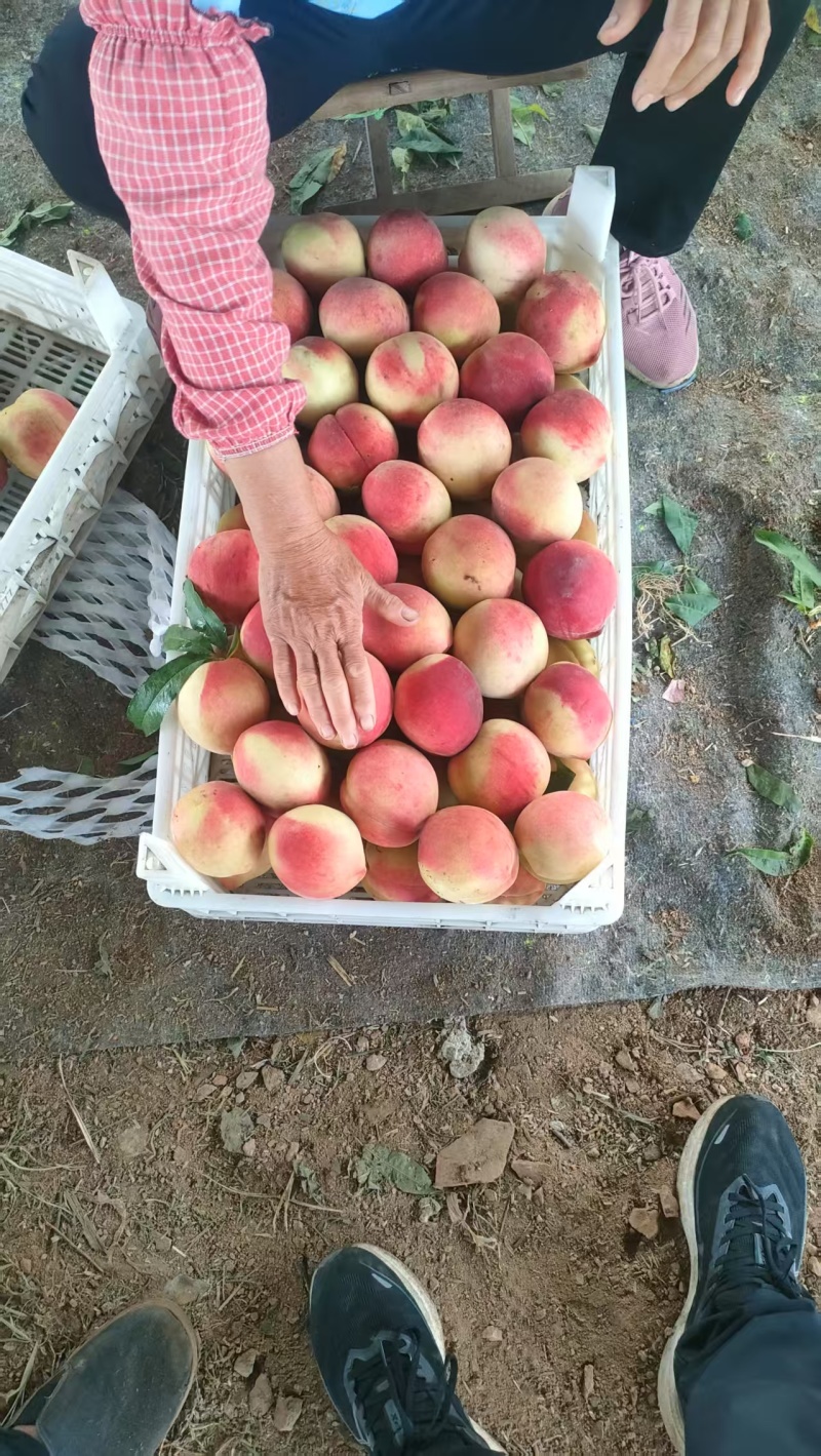 山东离核双奥红桃清甜可口量大从优价格美丽质量好