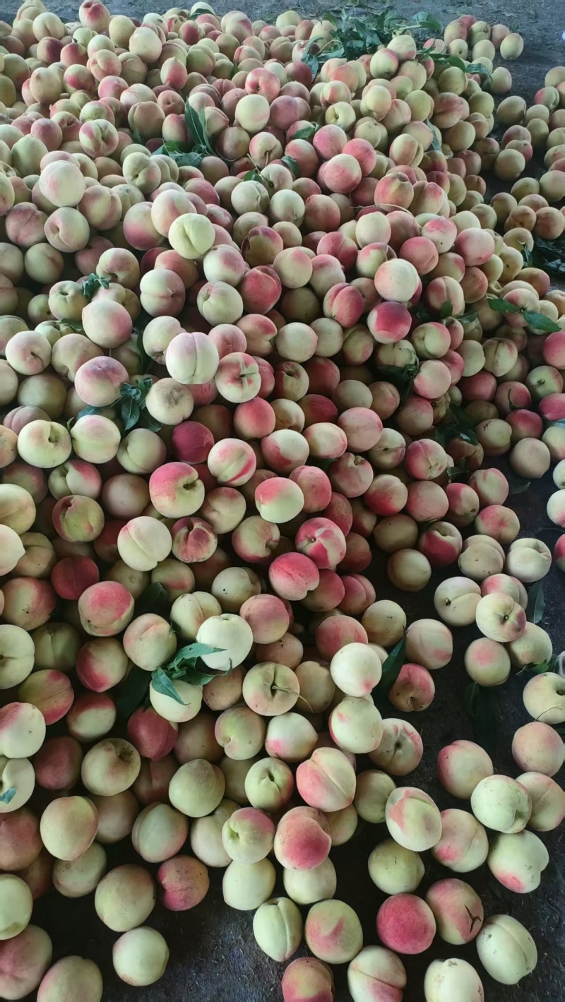 山东离核双奥红桃清甜可口量大从优价格美丽质量好
