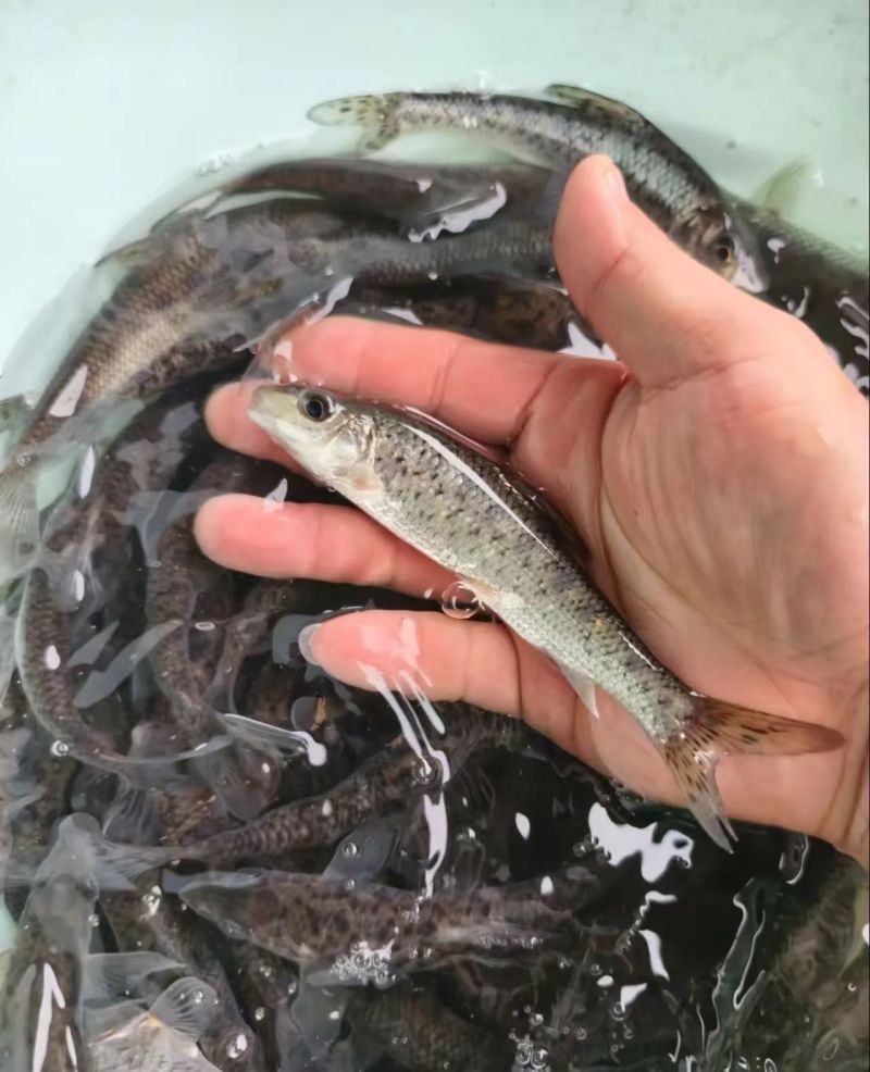 花骨鱼又称花䱻、季浪鱼、鸡虾、土凤。底层鱼、适应能力强