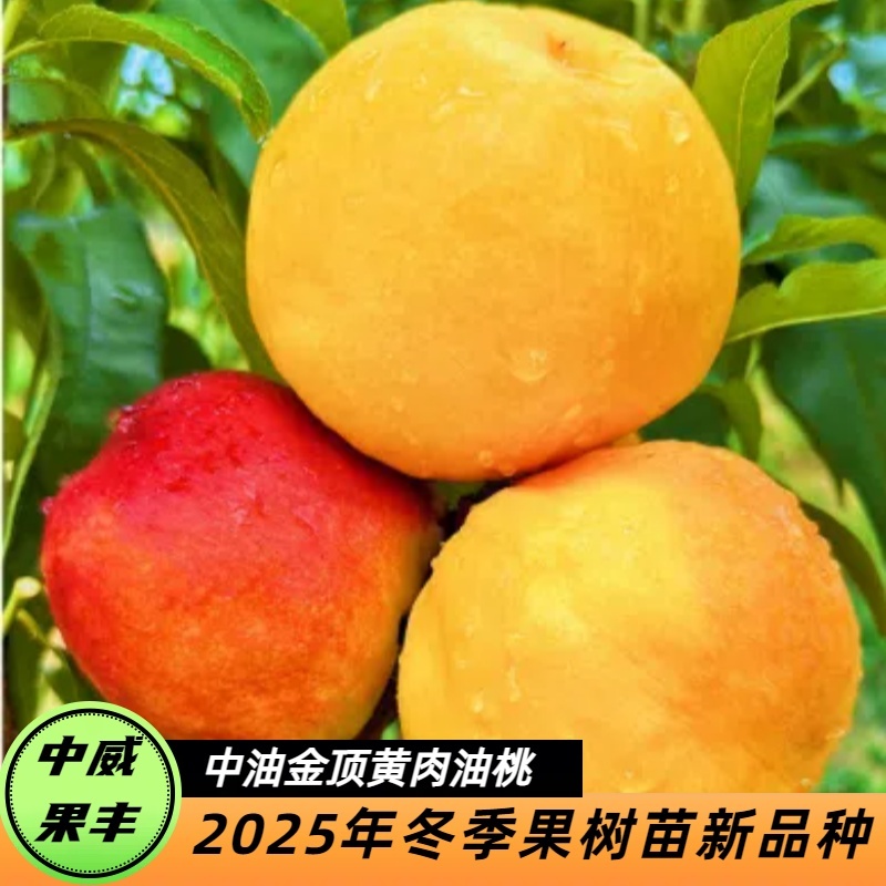 中油金顶8月上旬成熟套袋金黄色不反色南方不裂果北方