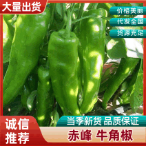 【百人回购】赤峰牛角椒/赤峰青皮椒/青皮辣椒/现摘价