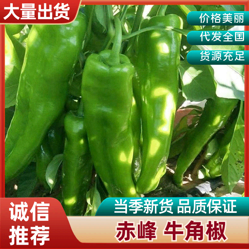 【百人回购】赤峰牛角椒/赤峰青皮椒/青皮辣椒/现摘价