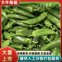 【推荐】精品牛角辣椒内蒙青辣椒自家基地品质保证