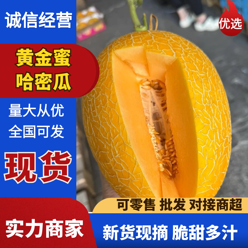 海南黄金蜜哈密瓜黄金蜜瓜基地直供支持视频和实地看货