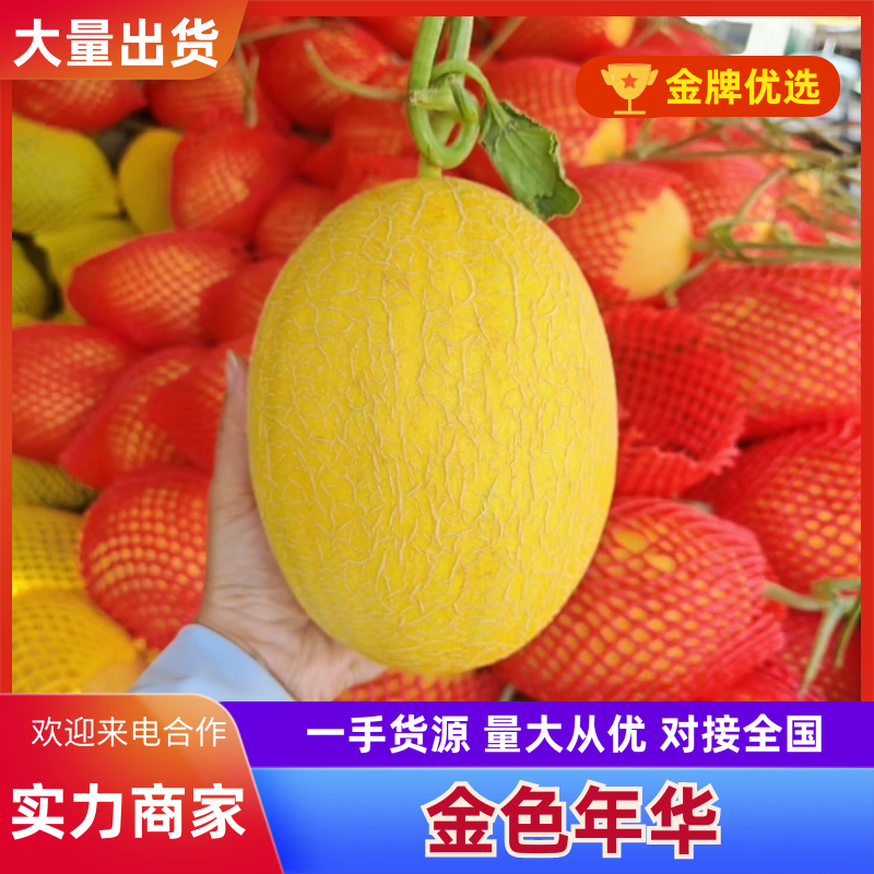【实力供货】海南金色年华黄金蜜黄皮哈密瓜包熟包甜