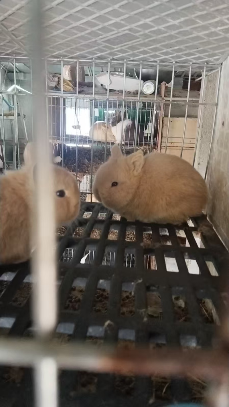 精品宠物兔子大量活蹦乱跳活畜30只起批，提供饲养技术！