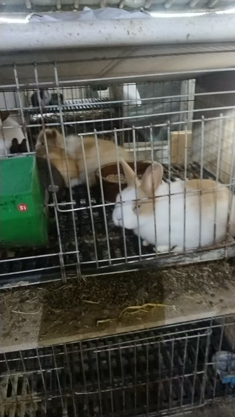 精品宠物兔子大量活蹦乱跳活畜30只起批，提供饲养技术！