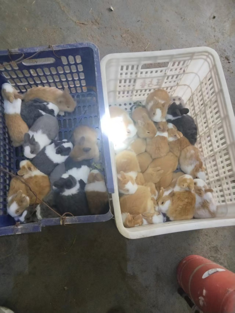 精品宠物兔子大量活蹦乱跳活畜30只起批，提供饲养技术！