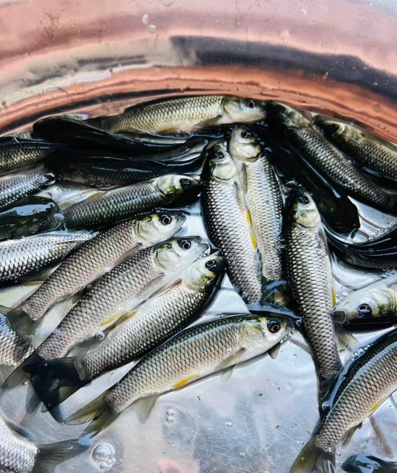 草鱼苗淡水养殖产量好优质基地