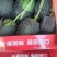 全美2k西瓜吊瓜大量有货可发全国价格可谈