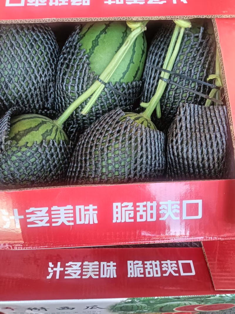全美2k西瓜吊瓜大量有货可发全国价格可谈