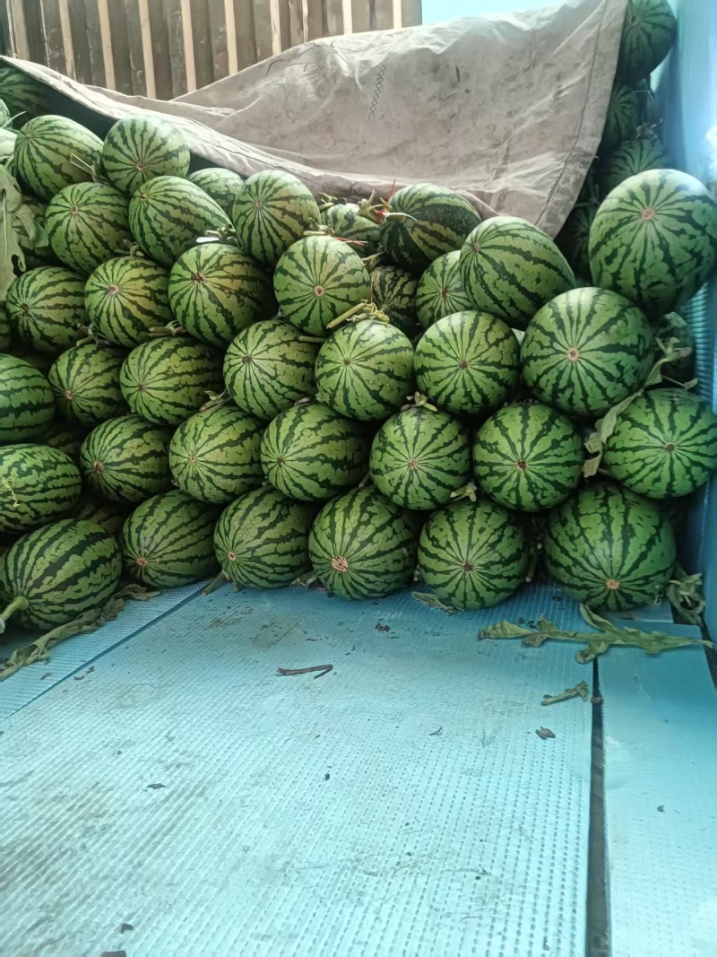 全美2k西瓜吊瓜大量有货可发全国价格可谈