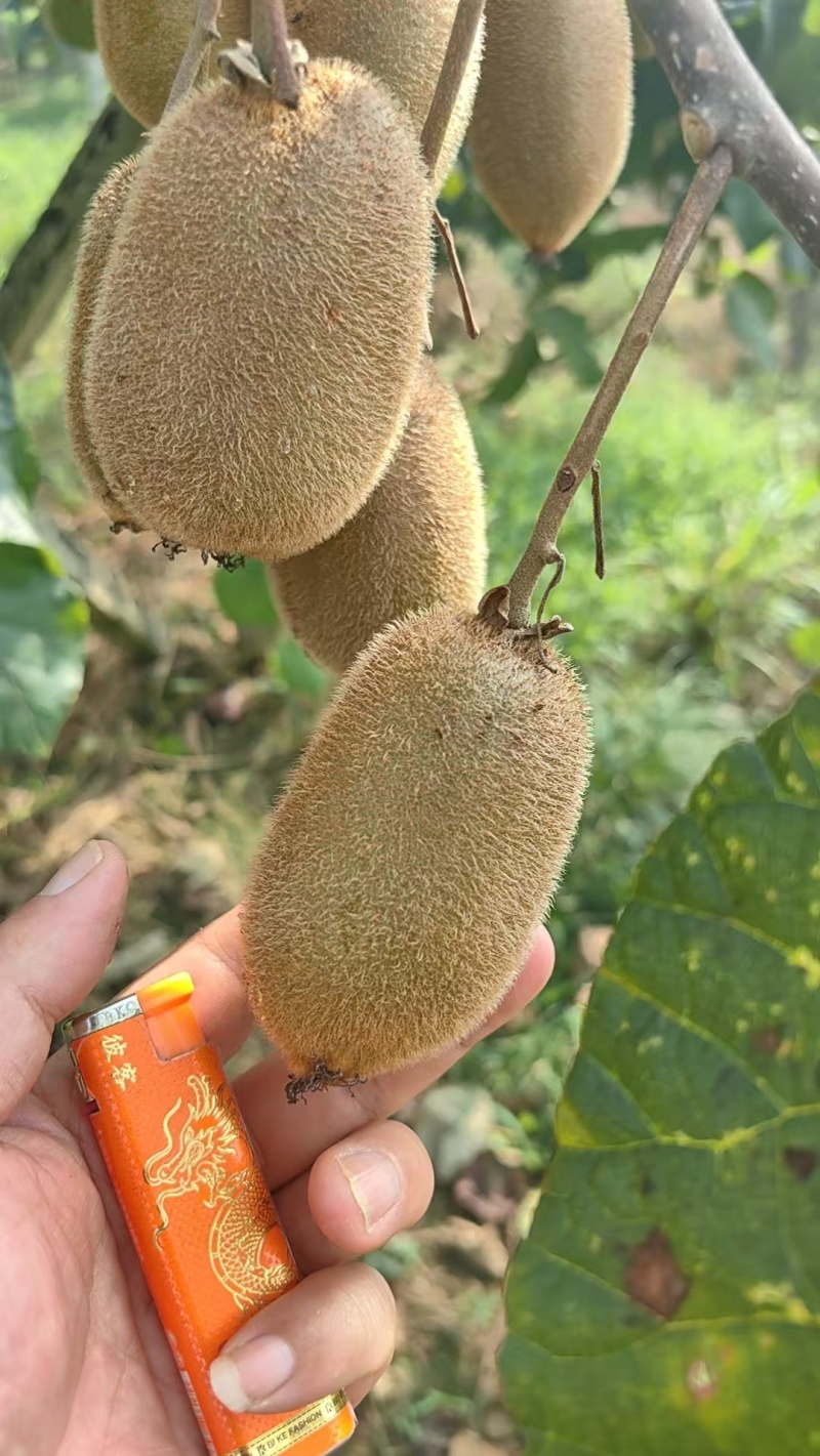 精品猕猴桃，米良1号，一手货源，诚信经营。