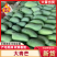 百色大青芒果，青皮大金煌，大芒果，品质保证，量大价格更优