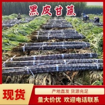广东精品黑皮甘蔗产地直供质量保证一手货源全国发货