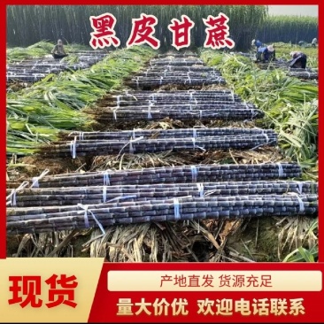广东精品黑皮甘蔗产地直供质量保证一手货源全国发货