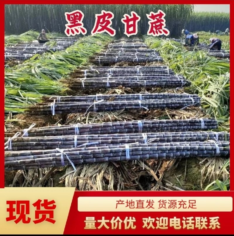 广东精品黑皮甘蔗产地直供质量保证一手货源全国发货