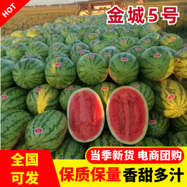 金城5号西瓜陕西金城5号西瓜基地直发对接市场电商