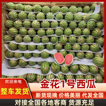 金花1号榆林金花1号西瓜现摘现发提供一条龙服务