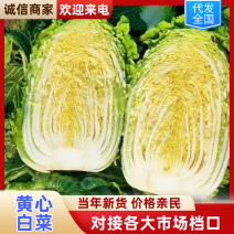 大白菜现货黄心大白菜大量上市品质优，价格便宜