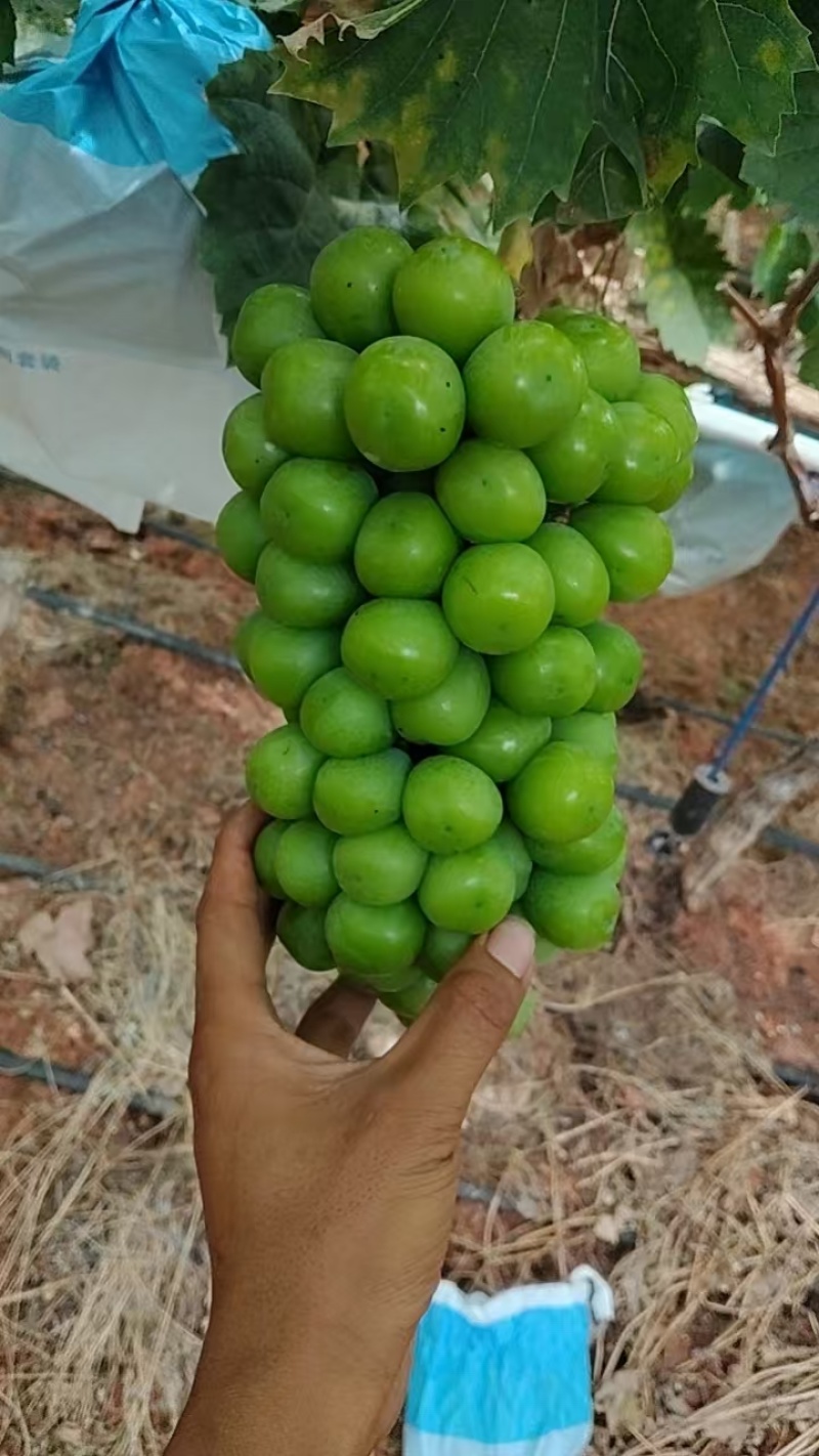 阳光玫瑰品质保证价格优惠产地直发诚信经营量大优