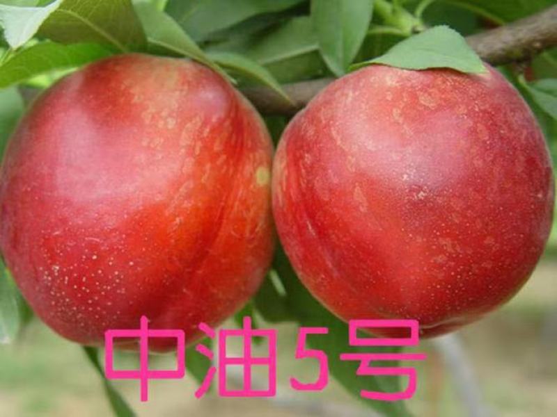 江苏精品桃五产地直销货源充足口感好，欢迎各地朋友咨询
