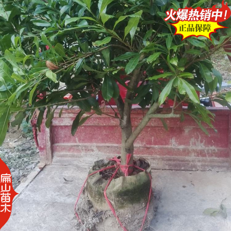 桂林高压东魁杨梅苗1-2-3年生大黑炭水晶杨梅小杯苗