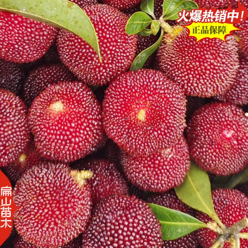 桂林高压东魁杨梅苗1-2-3年生大黑炭水晶杨梅小杯苗