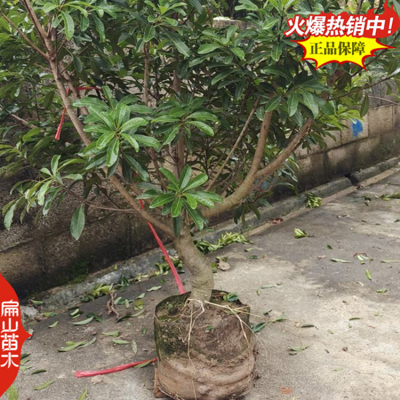桂林高压东魁杨梅苗1-2-3年生大黑炭水晶杨梅小杯苗