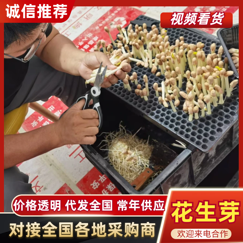 水培花生芽对接全国品质保障进店咨询视频看货选货