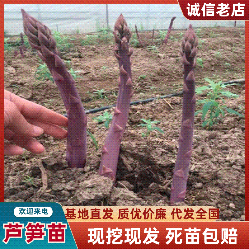紫色芦笋苗现挖现售成活率高抗病性强适宜四季栽培