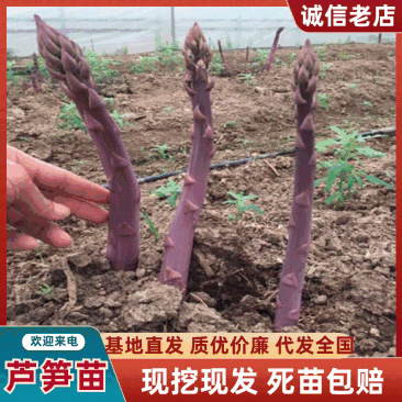紫色芦笋苗根粗苗壮抗病性强成活率高适宜四季栽培