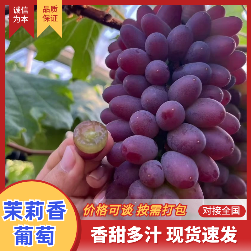 山东茉莉香葡萄费县葡萄基地直供货源充足放心购买