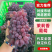 【实力供货】茉莉香葡萄山东葡萄当天现摘现发品质保证