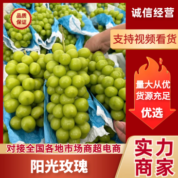 阳光玫瑰山东阳光玫瑰颗颗饱满现摘现发代发全国市场