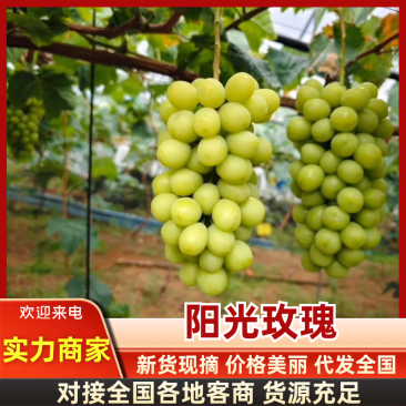 精品阳光玫瑰晴王葡萄基地直发提供一条龙服务放心购买